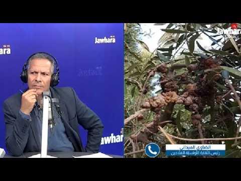 رئيس نقابة الفلاّحين: 'مرض سلّ الزيتون موجود.. لا للإستهانة به أو تهويله'